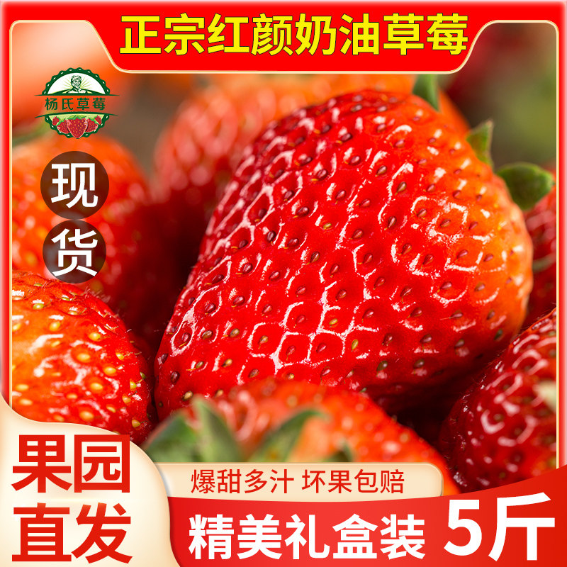 正宗红颜奶油草莓5斤新鲜孕妇宝宝水果牛奶99大草莓整箱顺丰包邮