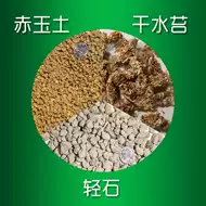 轻石包邮 新人首单立减十元 21年9月 淘宝海外