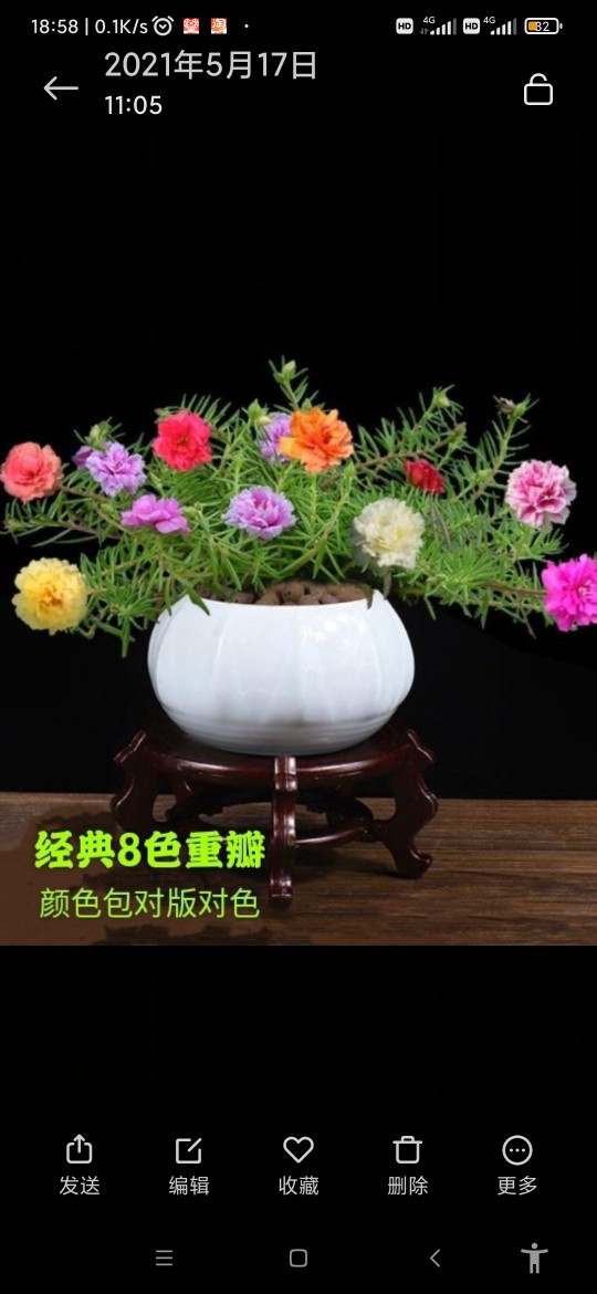 【新品】宿根重瓣太阳花混色花卉盆栽松叶牡丹阳台庭院绿植包邮 - 图1