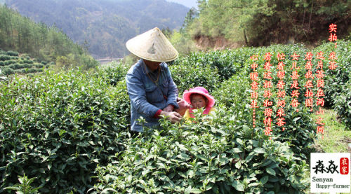 新茶岳西翠兰深山农家绿茶明后雨前春茶半斤装青天茶 - 图2