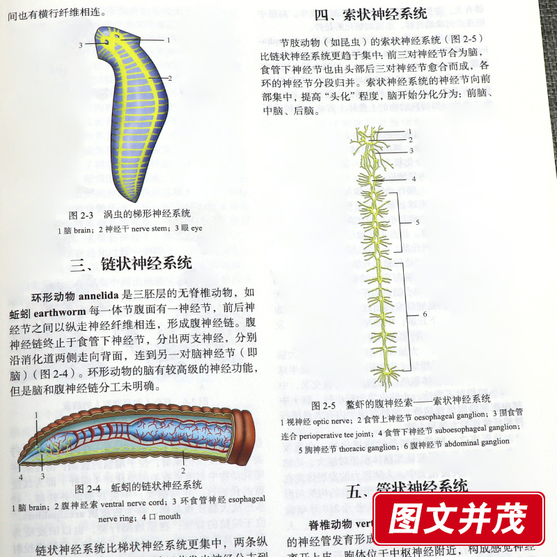 中枢神经功能解剖学第2版版玮，赵小贞编 9787030522801科学出版社中神经系统的线性反射-图2