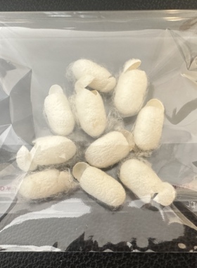 天然蚕茧无漂白开口茧蚕茧美容桑蚕茧洗脸指套入药泡茶喝抽丝蚕茧