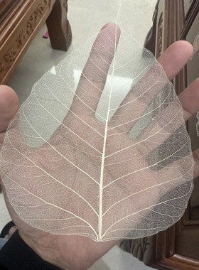 叶脉书签真树叶书签叶脉书签白兰玉兰菩提叶子diy材料纯手工过塑