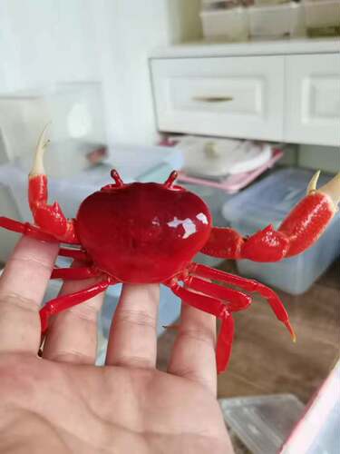 勾手蟹观赏蟹南海溪蟹寄居蟹淡水紫地蟹印支蟹蓝尖肢豹点蟹蝴蝶蟹 - 图0