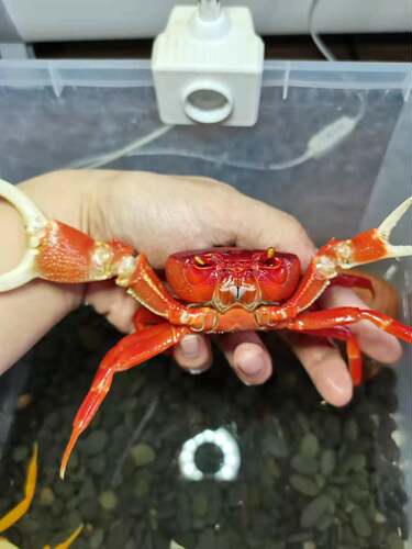 勾手蟹观赏蟹南海溪蟹寄居蟹淡水紫地蟹印支蟹蓝尖肢豹点蟹蝴蝶蟹 - 图1