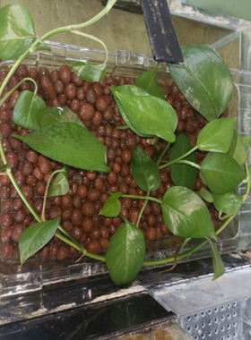 专用花瓶固根器长方形定植篮