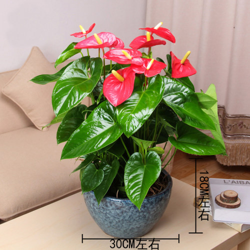 前台白掌红掌盆栽粉掌盆景开业办公桌面开花室内花卉小型植物 - 图0