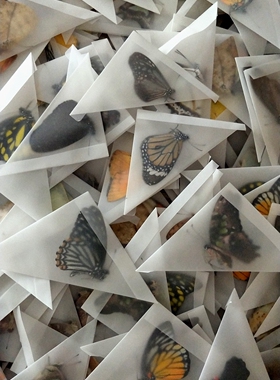 真蝴蝶标本工艺品相框摆件