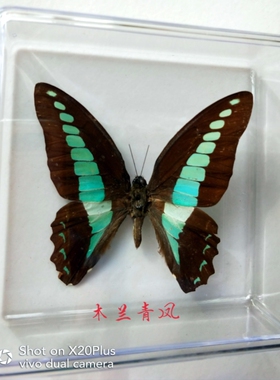 蝴蝶标本工艺品家装科普展览送礼