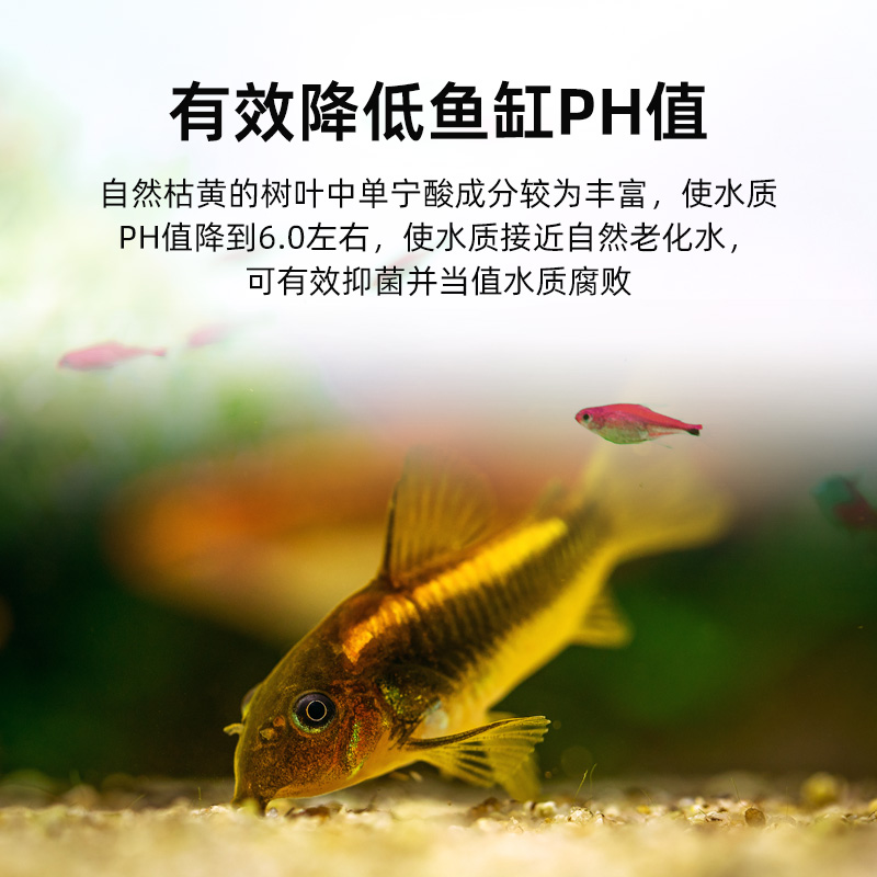 榄仁叶鱼缸造景装饰南美缸黄水缸黑水降酸降低PH值懒人叶橄榄叶 - 图1