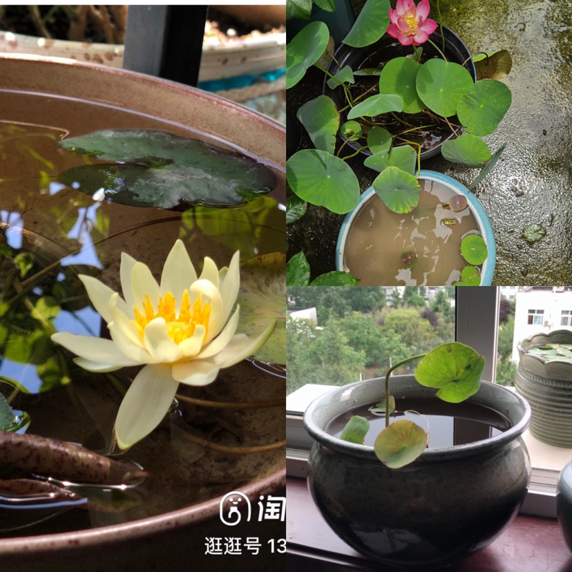 田泥稻田土 碗莲莲花睡莲铜钱草类水培植物可用满20元包邮 - 图2