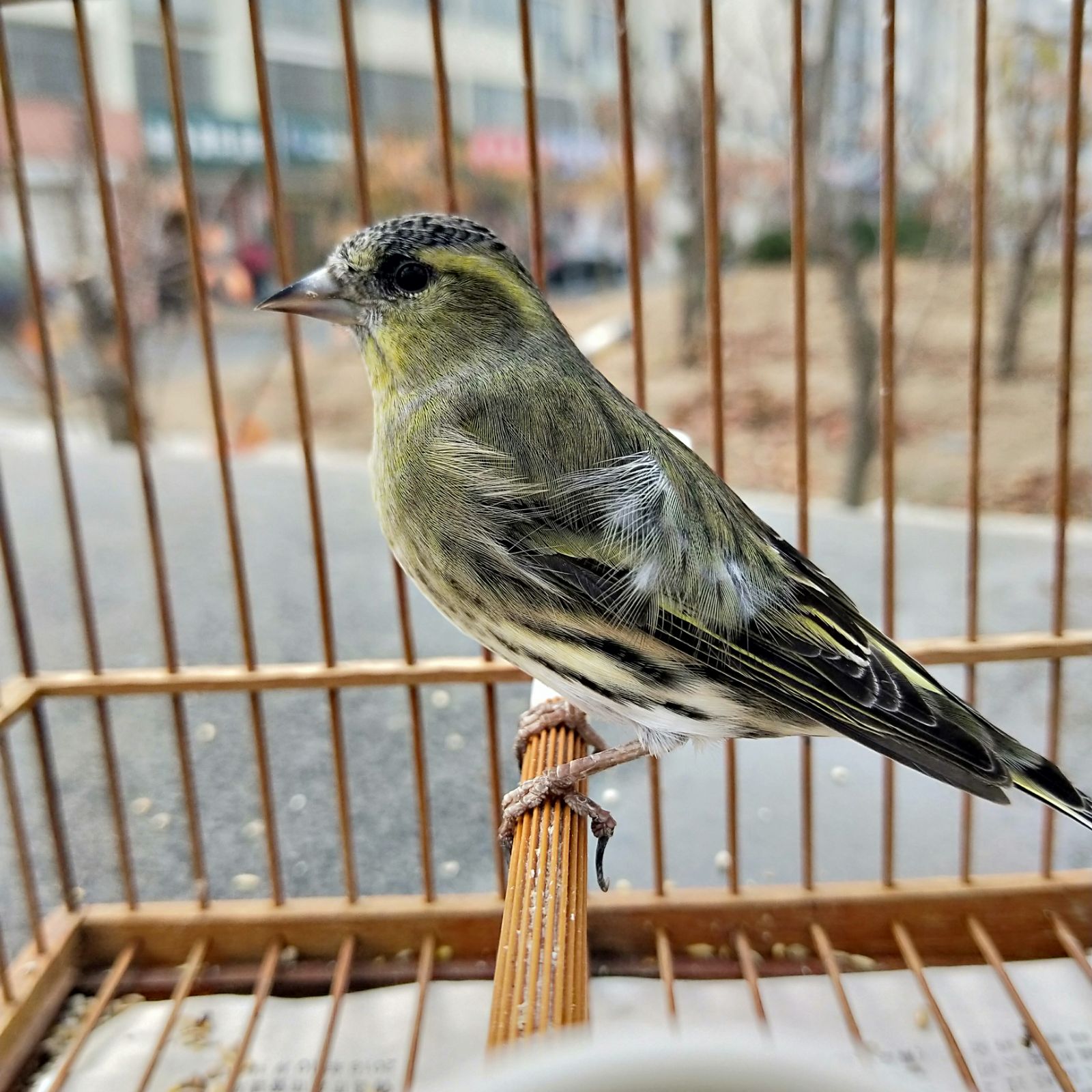 芙蓉鸟玉鸟黄雀白燕麻雀鸟食金丝雀雀鸟饲料十姐妹鹦鹉鸟食鸟粮-图1