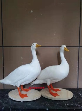 11年老店专注各种动物越南