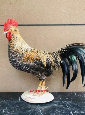11年老店9个品种大红公鸡标本
