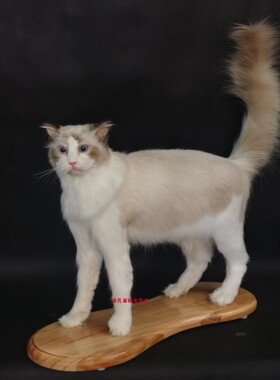 天然皮毛鸟类昆虫动物标本