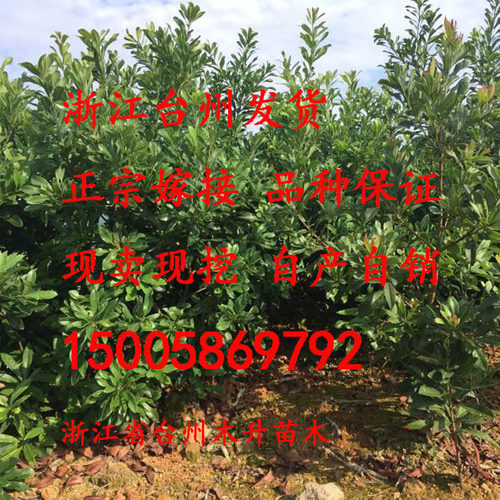 东魁嫁接杨梅苗浙江原产地大乒乓球杨梅果苗特大果实仙居杨梅树苗 - 图0