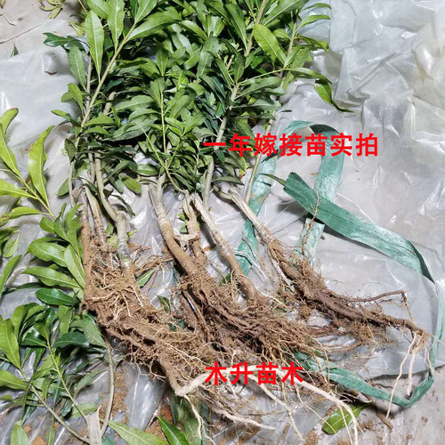 东魁嫁接杨梅苗浙江原产地大乒乓球杨梅果苗特大果实仙居杨梅树苗 - 图1