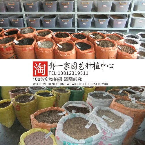 黄荆种子 五指柑布荆子牡荆子 白毛黄荆 小叶荆种子药材种子批发 - 图2