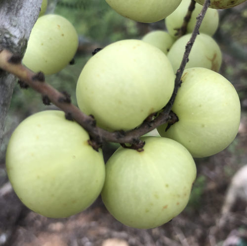 现摘新鲜油柑子余甘子青油甘果余甘果牛甘果滇油橄榄酸水果包邮 - 图0