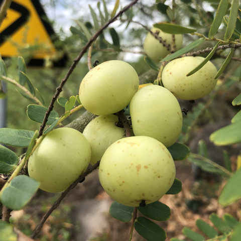 现摘新鲜油柑子余甘子青油甘果余甘果牛甘果滇油橄榄酸水果包邮 - 图2