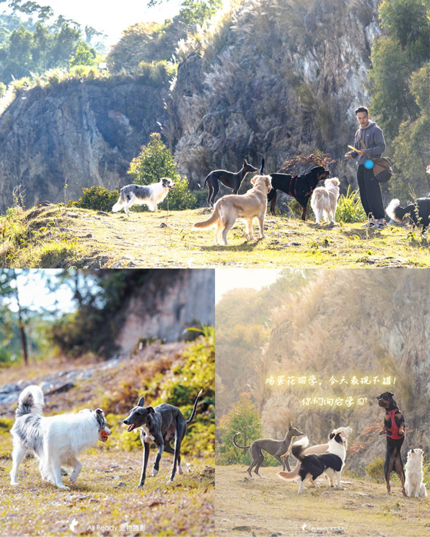 经已宠物摄影 珠三角广佛地区外景户外拍照拍摄影狗猫兔刺猬生日 - 图0