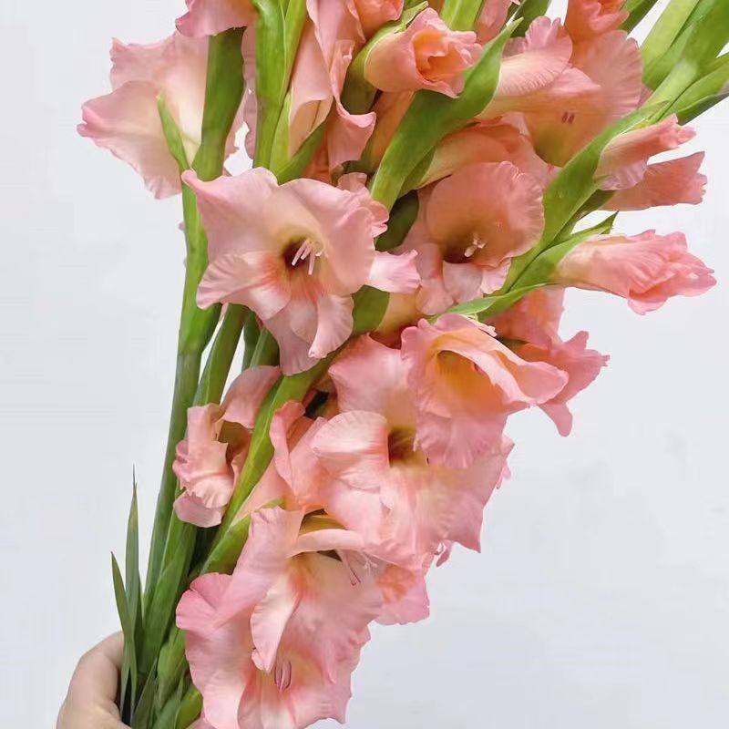 剑兰鲜花广东发货基地直发鲜切花室内客厅办公室桌摆年宵花束粉色,淘宝优惠券,粉丝福利购,淘宝优惠卷