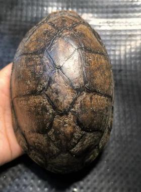 龟趣天然真龟壳完整干净家居办公室摆件中式动物个性礼物桌面摆放