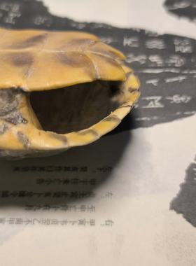 瑕疵天然龟壳处理仅作了解龟壳或者二次加工看详情后慎拍