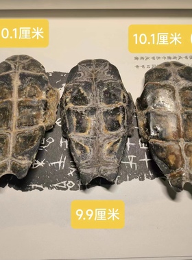 龟趣天然龟骨龟腹甲漂亮手工DIY