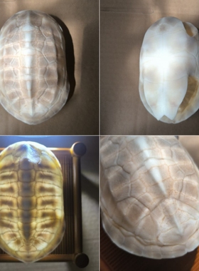 甲骨文龟壳雕刻天然专用学生描绘