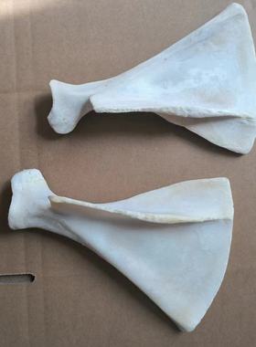 牛肩胛骨羊肩胛骨牛肋骨文教用品甲骨文雕刻diy兴趣培养