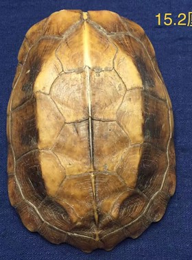 天然龟壳龟甲桌面摆件中式