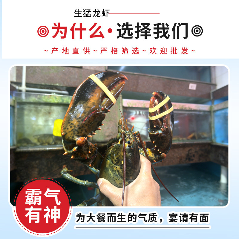 【保活到家】波士顿龙虾鲜活加拿大特大龙虾新鲜活虾包鲜顺丰包邮,淘宝优惠券,粉丝福利购,淘宝优惠卷
