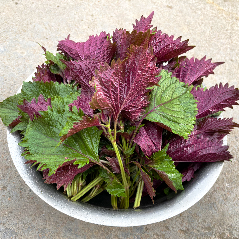 农家新鲜全叶紫苏叶无长杆可食用香料蔬菜鱼虾蟹牛蛙去腥提香250g-图2