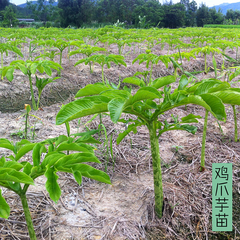 台山特产新鲜鸡爪芋驱寒暖胃健脾鞋板芋南星芋台山发货农家自种 - 图3