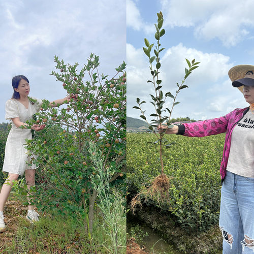 油茶树苗高产嫁接油茶苗茶籽树苗白花中大果南方种植包邮带土发货 - 图0