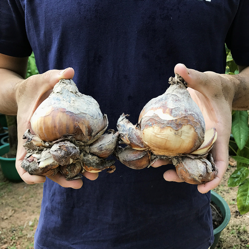 正宗漳州水仙花种球特级大球冬季室内水培植物水养花卉盆栽种子头,淘宝优惠券,粉丝福利购,淘宝优惠卷