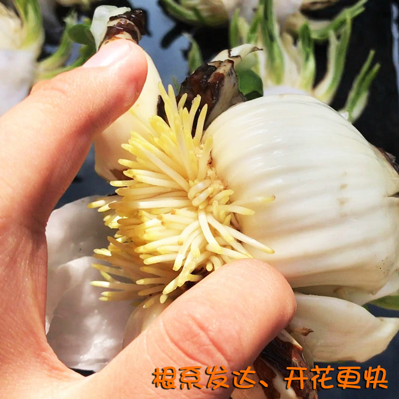 【雕刻水仙】漳州水仙花种球已雕刻好未泡水带花苞水培花卉盆栽养,淘宝优惠券,粉丝福利购,淘宝优惠卷