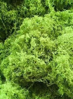 仿真苔藓假草皮草坪青苔