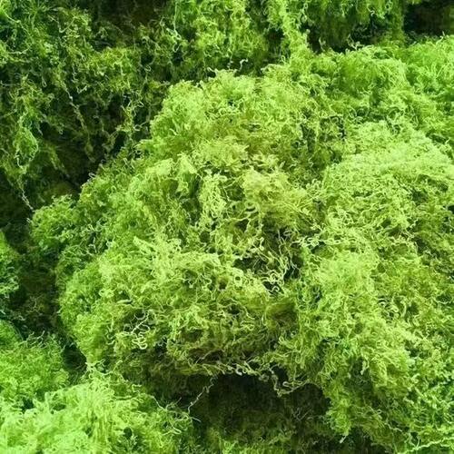 仿真丛林苔藓假青苔仿生草皮造景丝线仿真植被假草皮草坪花盆铺面-图1