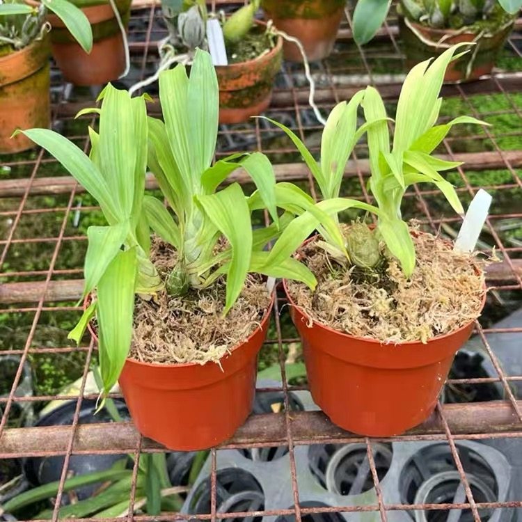 妖精兰粉妖精室内外绿植花卉,淘宝优惠券,粉丝福利购,淘宝优惠卷