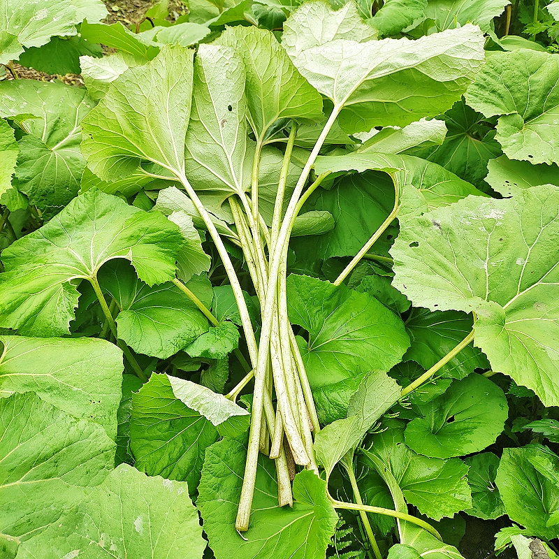 蜂斗菜蛇头草水钟流头野饭瓜南瓜三七野南瓜野金瓜头根茎叶柄花苞 - 图3