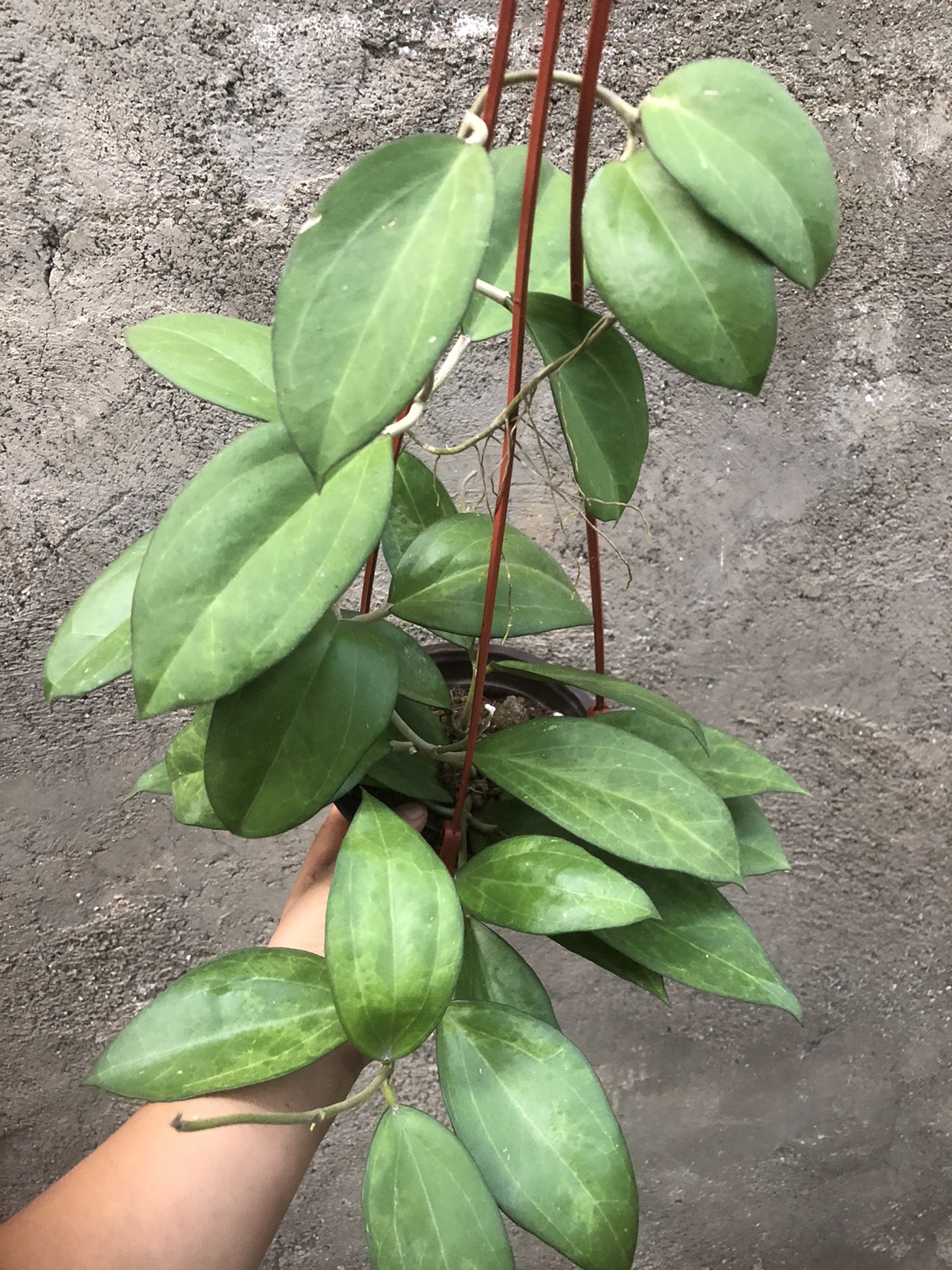 丽雅球兰大苗 hoya icensis023室内阳台客厅垂吊爬藤绿植花卉-图3