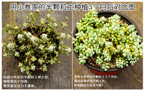 小卷多肉植物营养土颗粒土生石花专用土老桩控型土播种土 - 图0