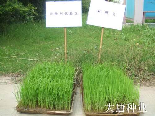 苗福 苗富 水稻壮秧剂苗床营养剂机插秧盘育苗肥壮苗云杜牌葵花牌 - 图2