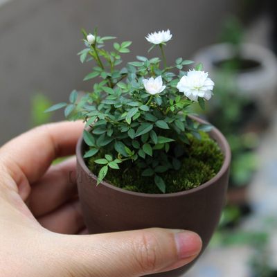 日本进口姬月季姬蔷薇姬玫瑰迷你乙女欧月四季开花虎耳苔藓 虎窝淘