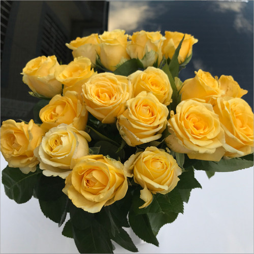 鲜花云南基地直发玫瑰花花束速递同城艾莎家用生日水养教师节礼物 - 图2