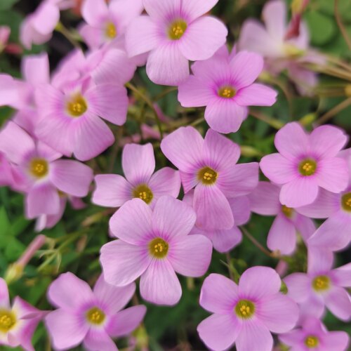 种球秋植新手易养早花系列酢浆草种球开花阳台幸运草 - 图2