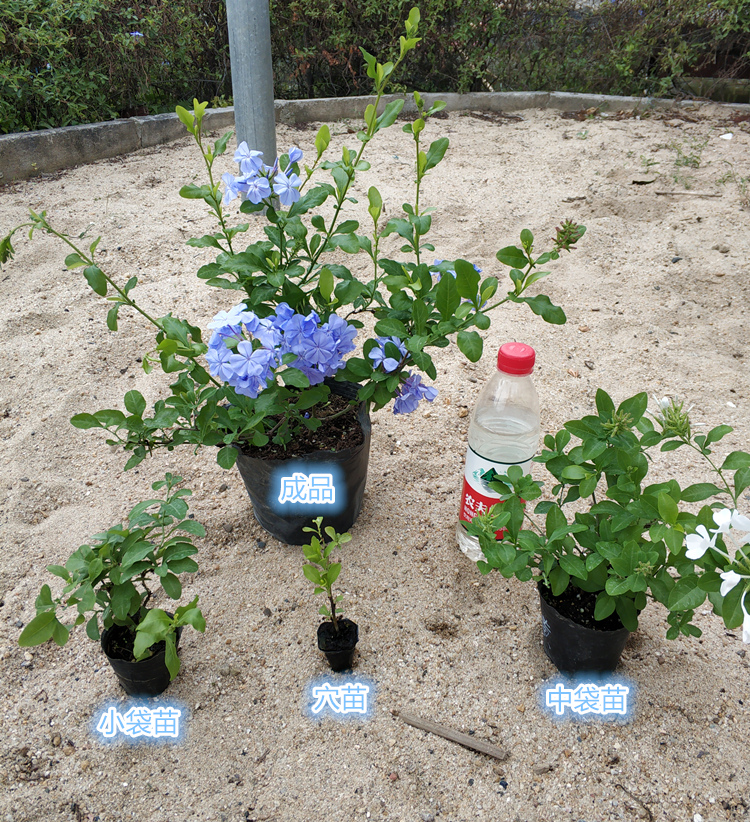 超凡白红蓝雪花卉小苗绿植盆栽耐热木本冬季四季室外阳台庭院垂吊 - 图0