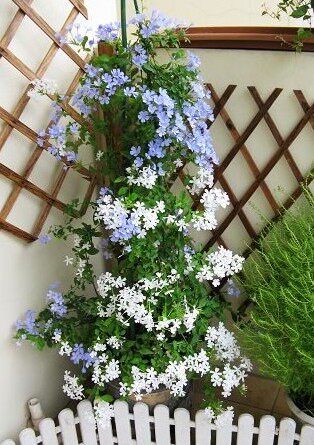 超凡白红蓝雪花卉老桩绿植盆栽耐热木本冬季四季室外阳台庭院垂吊 - 图2